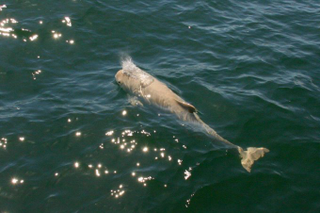Illustration for article titled A Rare White Porpoise Has Been Spotted In The Baltic Sea!